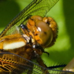 Plattbauch-Weibchen (Libellula depressa)